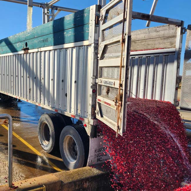 Red cranberries spill from a dry van transportation trailer onto a wet surface at the facility.