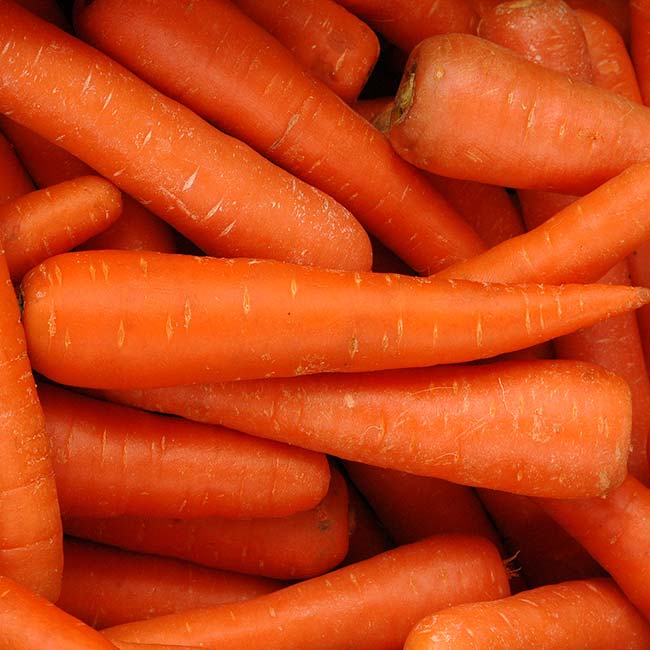 A pile of fresh, orange carrots closely stacked, like Plainfield Trucking About Us teamwork.