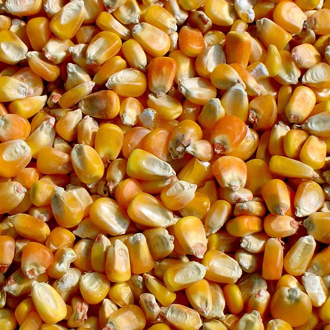 Close-up of a pile of dried yellow corn kernels, featured in Plainfield Trucking About Us.