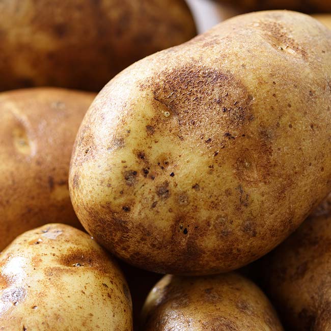 Close-up of several brown, unwashed potatoes with rough skin—like Plainfield Trucking About Us.